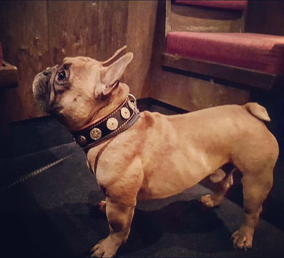 The "Bijou" Collar Orange & Black