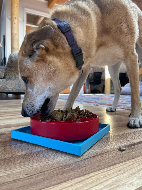 Hold 'em Suction Cup Holder for Dog eBowls & Lick Mats