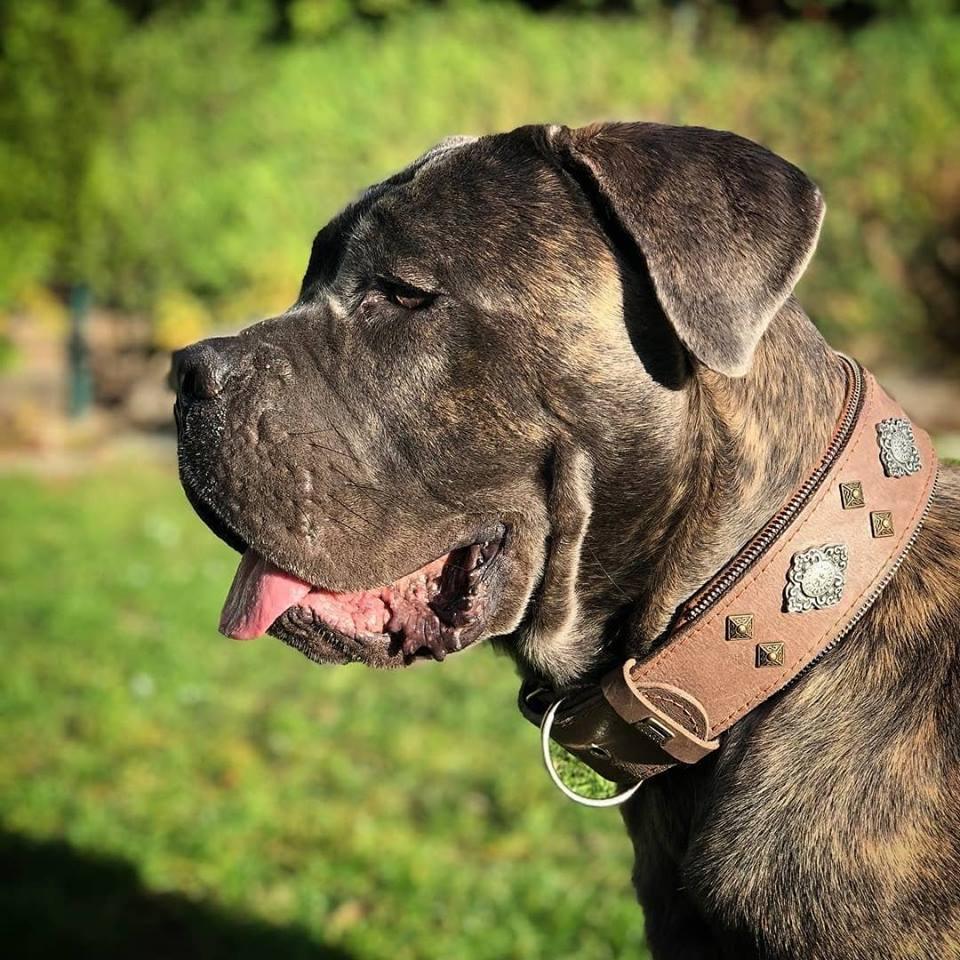 "AZTEC" BIG dog SET - Harness - collar - lead. Grey