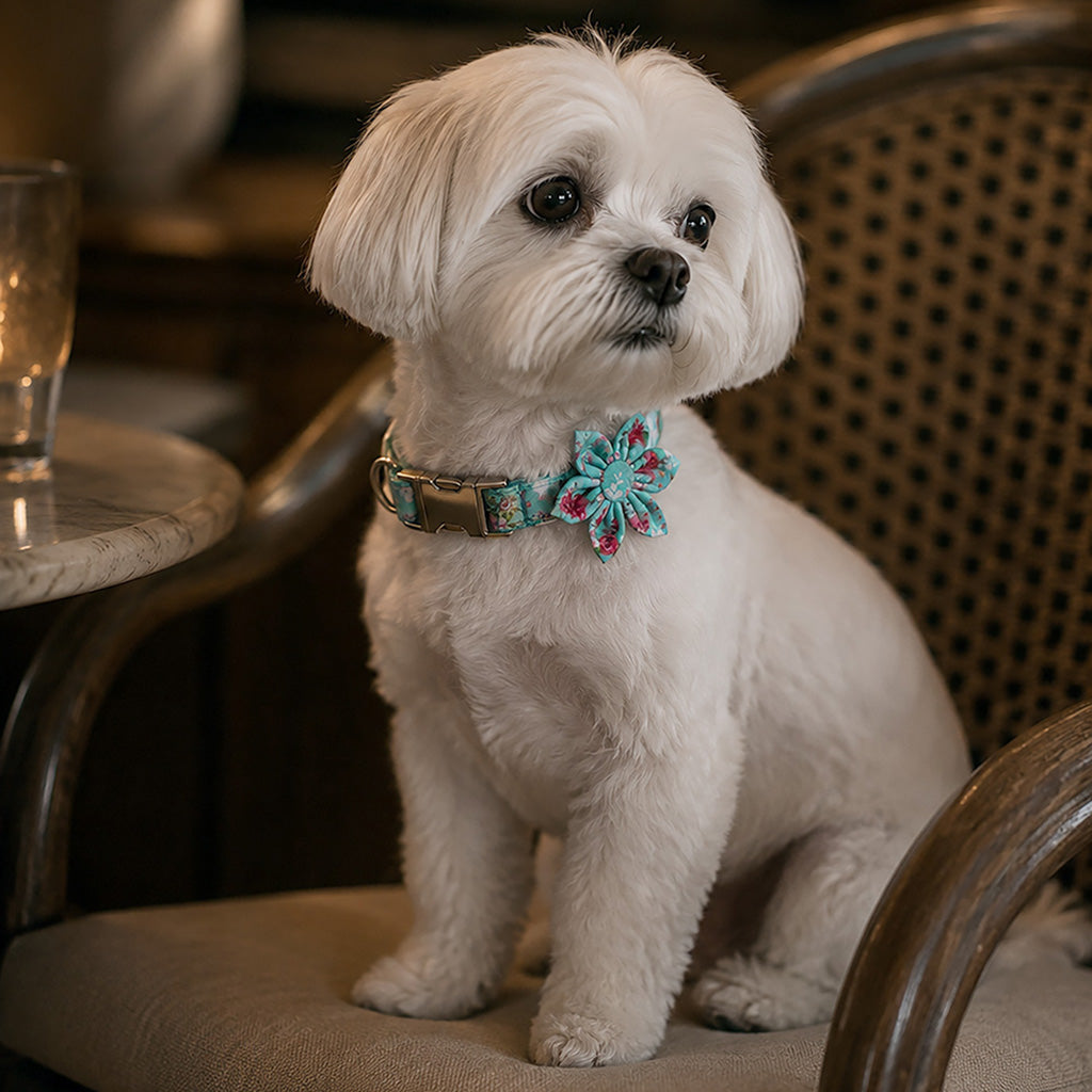 Rose Garden Dog Collar And Leash Set