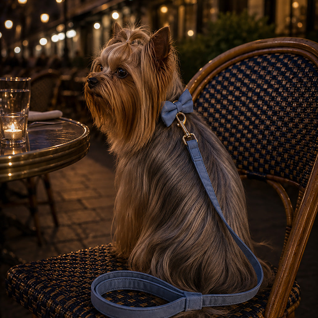 Luxury Blue Velvet Dog Collar And Leash Set